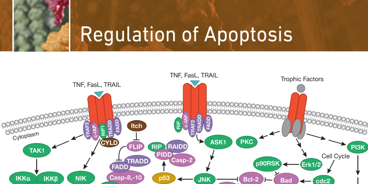 Necroptosis And Pyroptosis Add To Our Understanding Of Apoptotic Cell Death